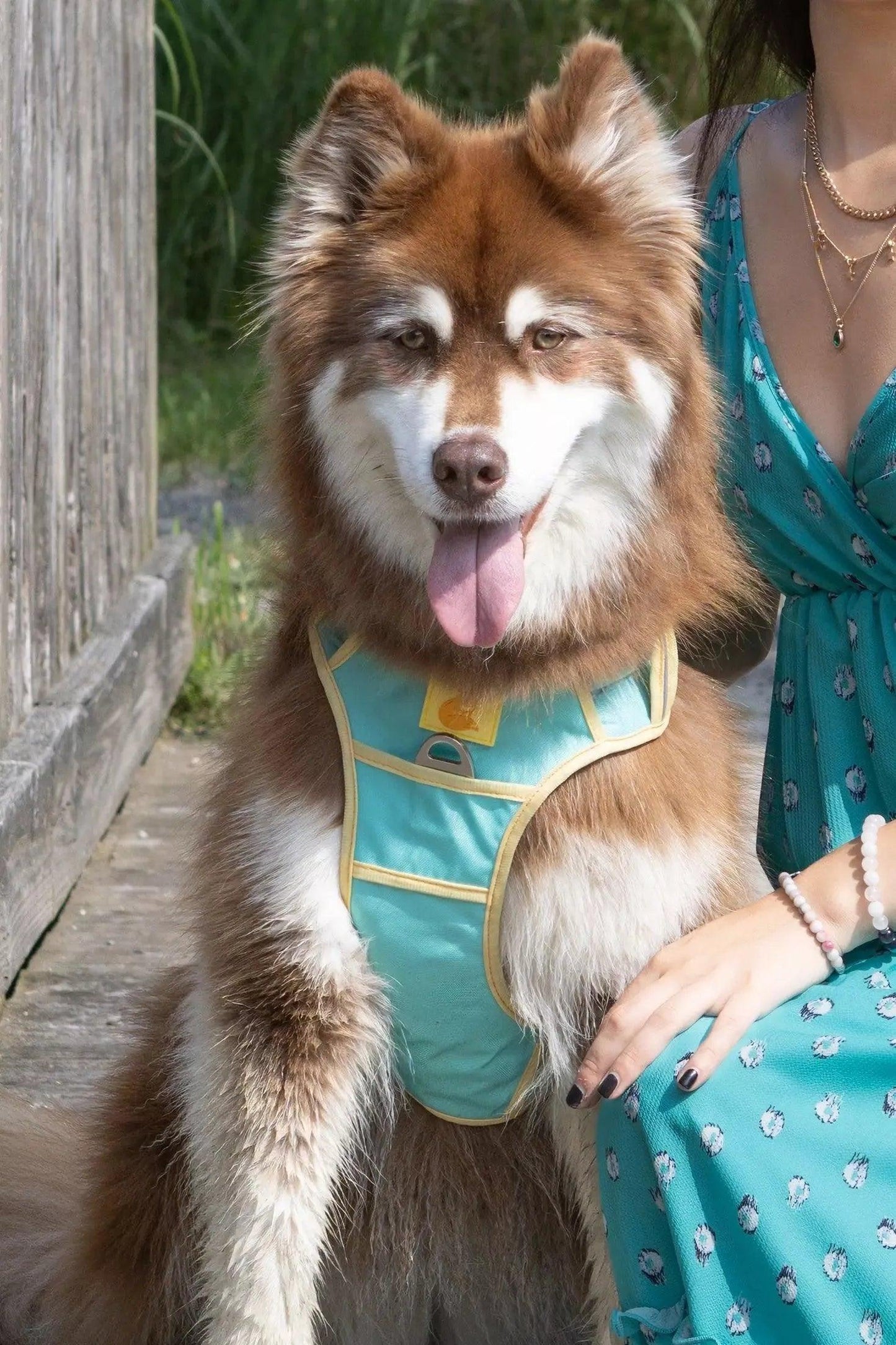 Island Vibes Ultimate Dog Harness detail view | Cutie Paw Co.