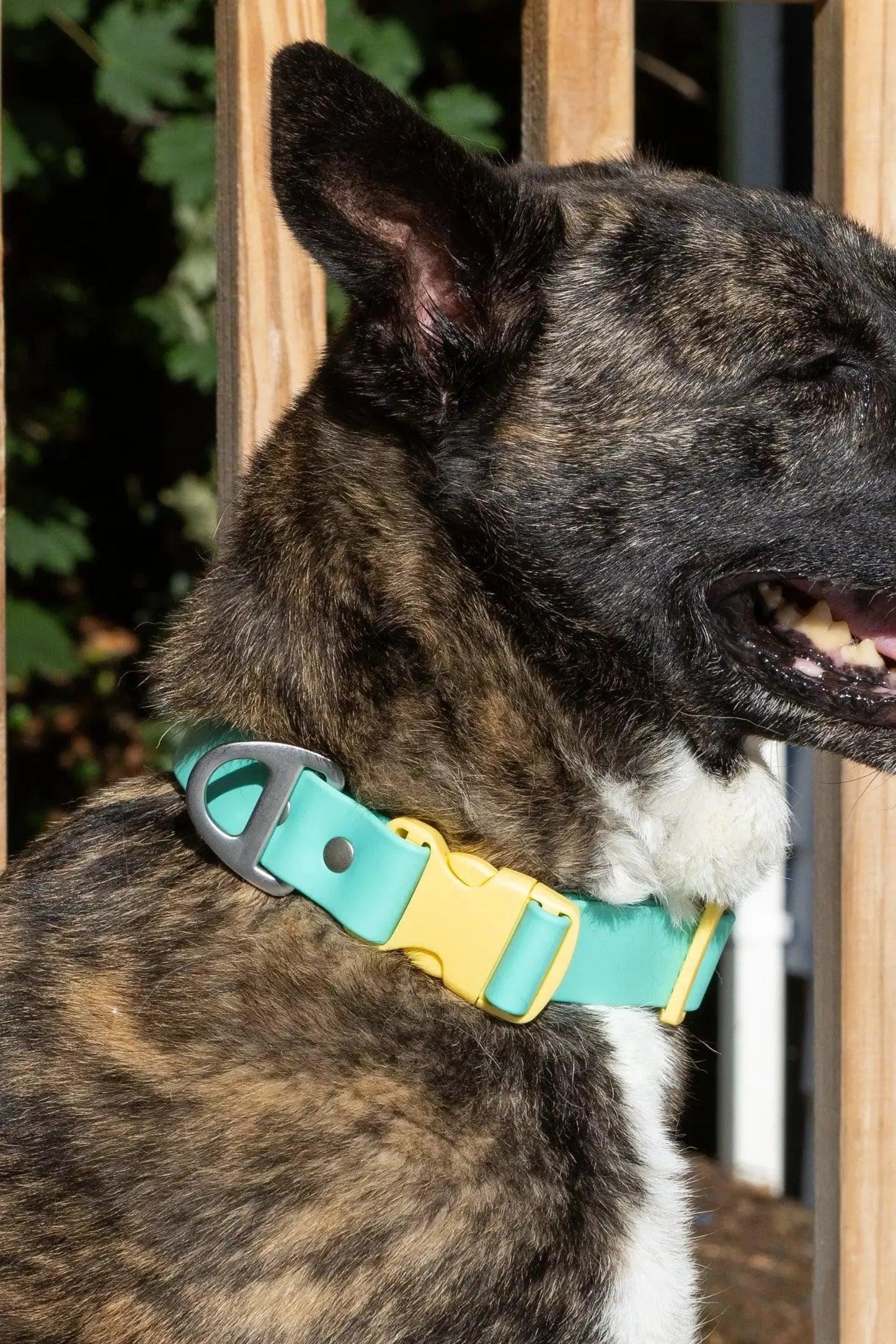 Island Vibes Waterproof Dog Collar on dog — dog collar close-up | Cutie Paw Co.