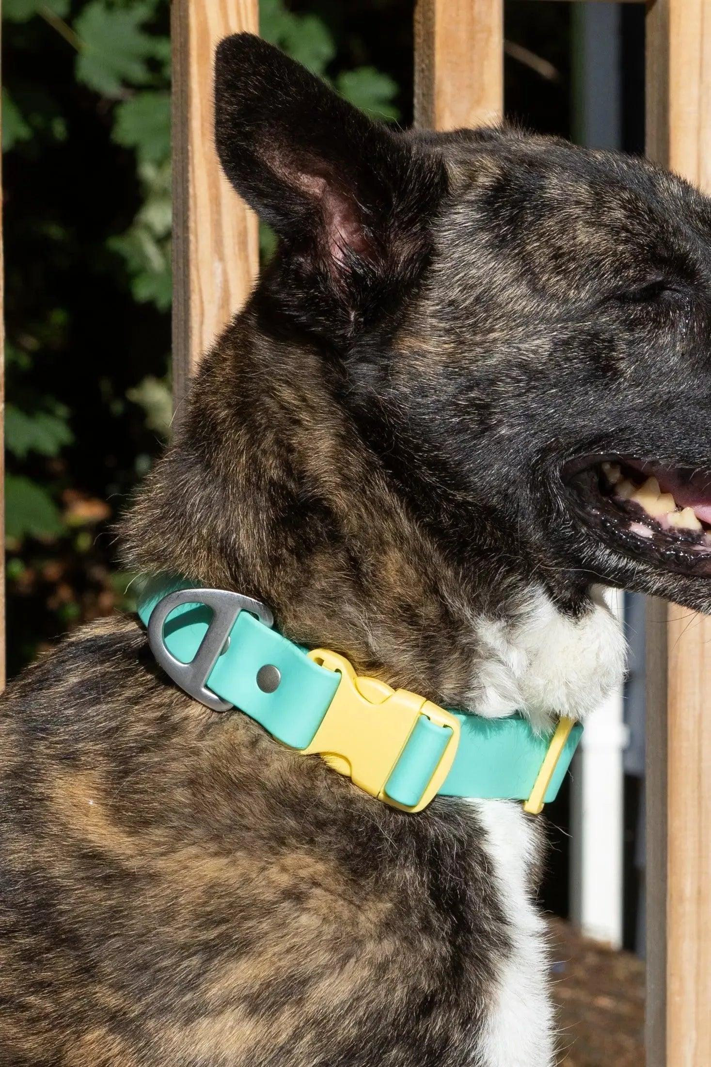 Island Vibes Waterproof Dog Collar on dog — dog collar close-up | Cutie Paw Co.