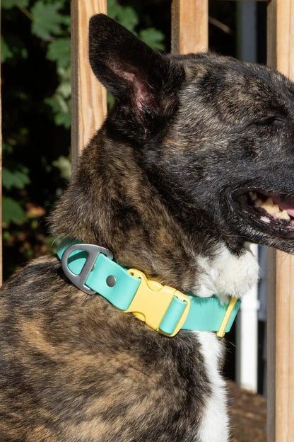 Island Vibes Waterproof Dog Collar on dog — dog collar close-up | Cutie Paw Co.