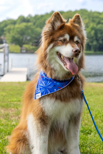 Patriotic Dog Bandana on dog — dog bandana close-up | Cutie Paw Co.