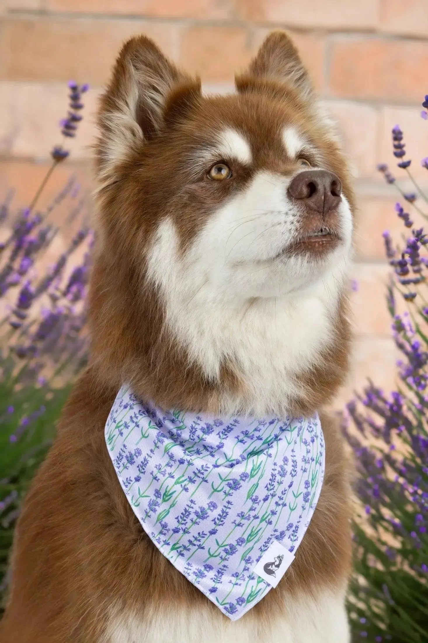 Lavender Blooms Dog Bandana & Matching Keychain detail view | Cutie Paw Co.
