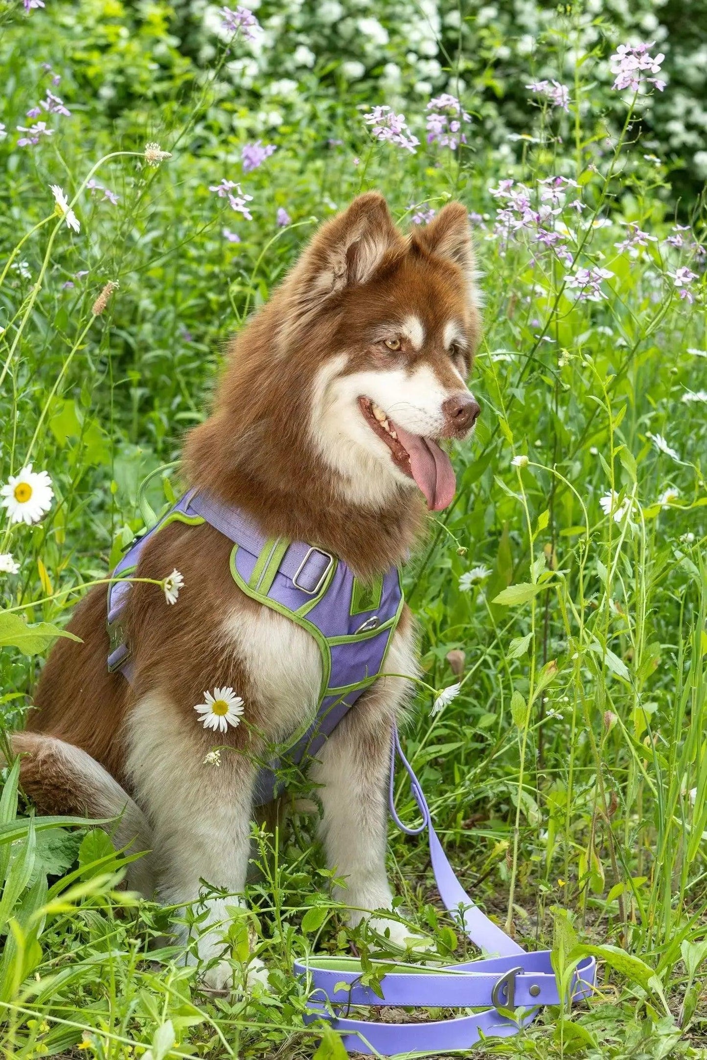 Lavender Garden Ultimate Dog Harness on dog — dog harness close-up | Cutie Paw Co.