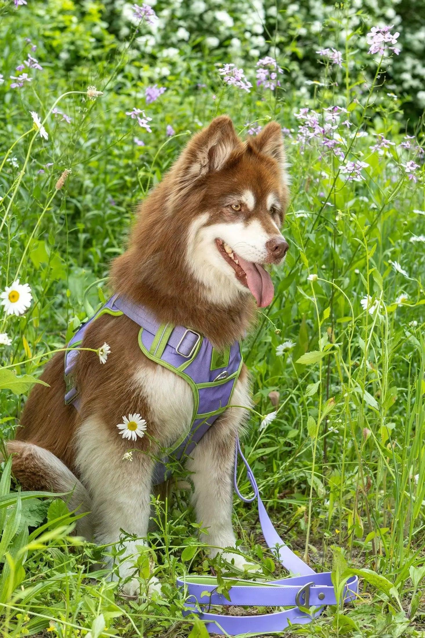 Lavender Garden Ultimate Dog Harness on dog — dog harness close-up | Cutie Paw Co.