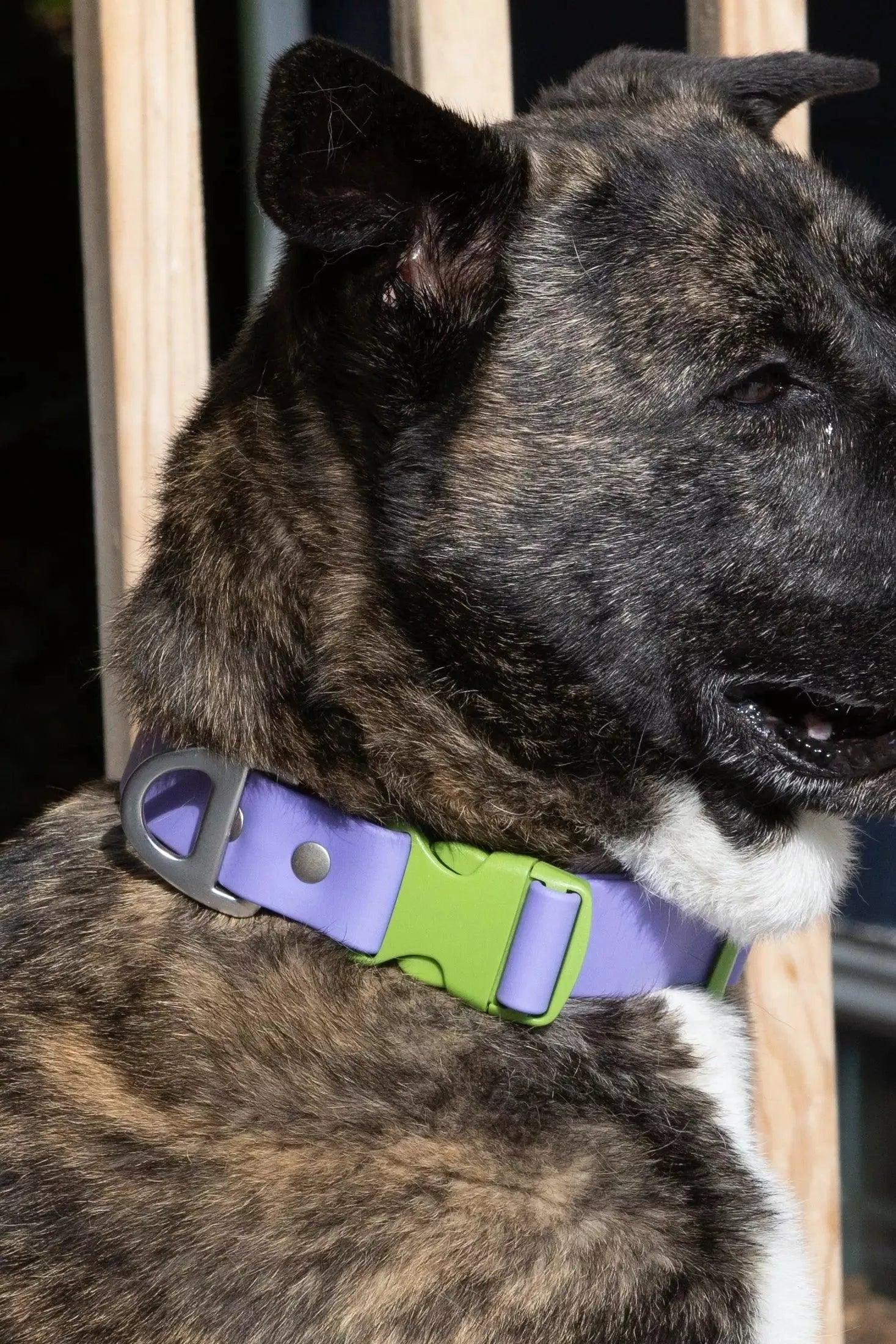 Lavender Garden Waterproof Dog Collar on dog — dog collar close-up | Cutie Paw Co.