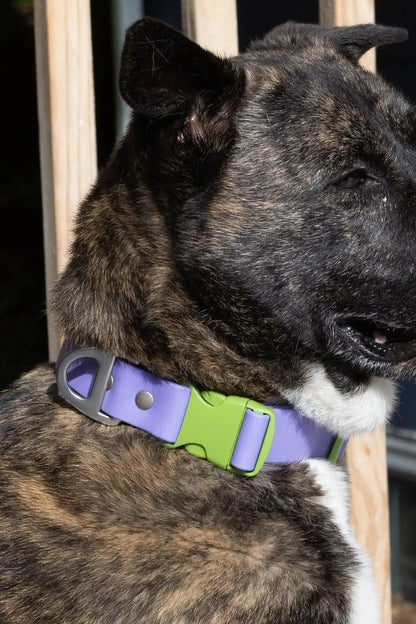 Lavender Garden Waterproof Dog Collar on dog — dog collar close-up | Cutie Paw Co.