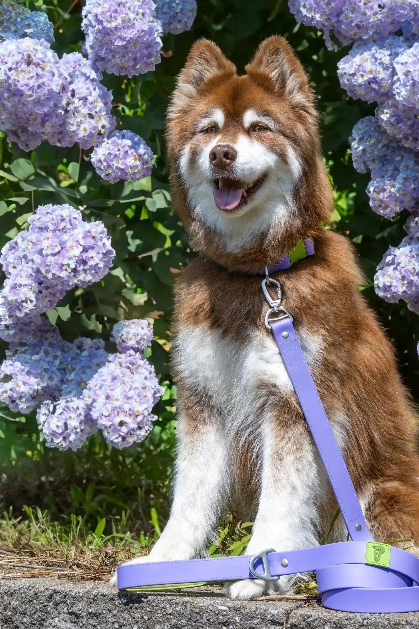 Lavender Garden Waterproof Dog Collar detail view | Cutie Paw Co.