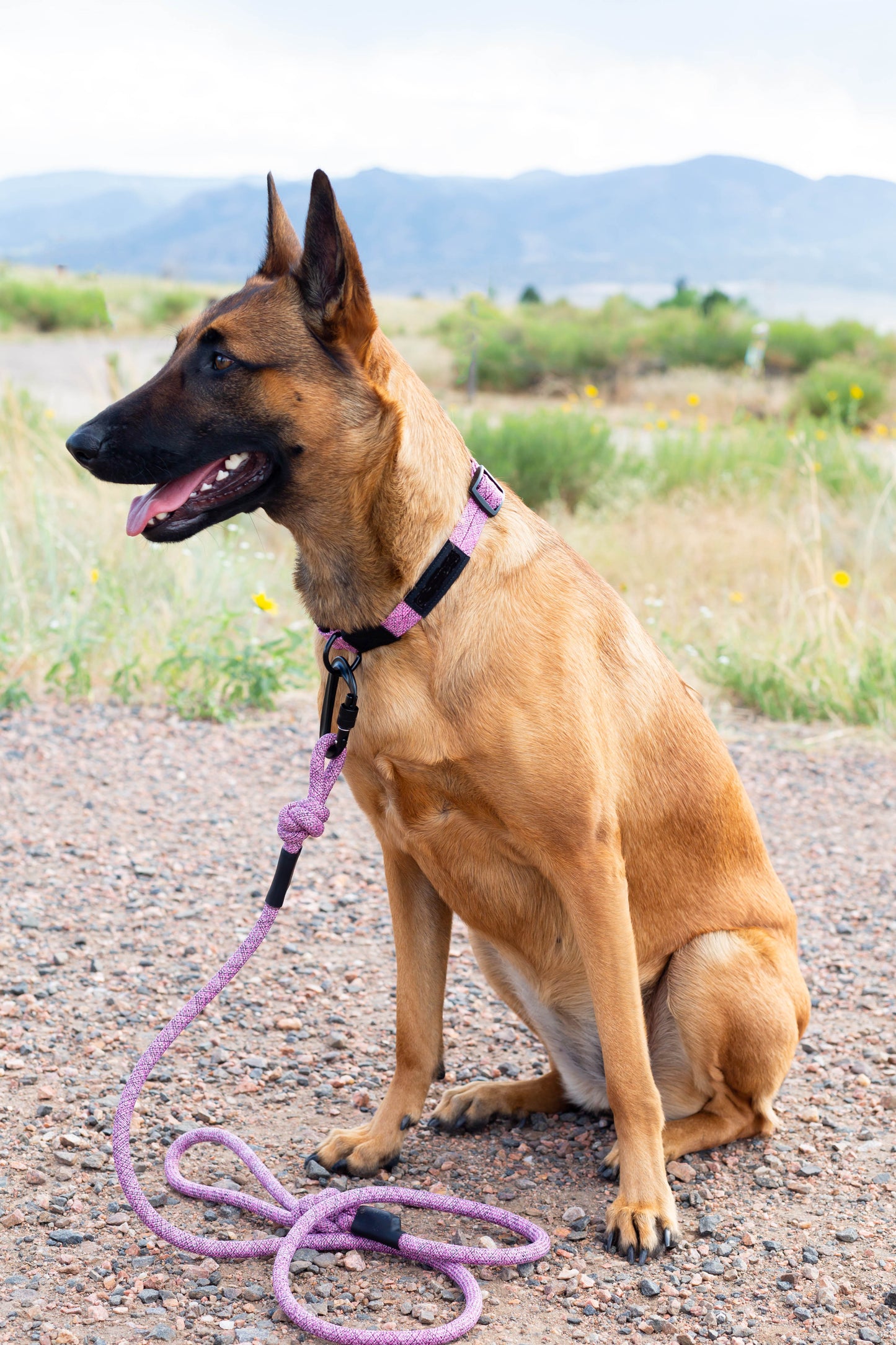 Adventure Style Mountain Blush Climbing Rope Dog Collar detail view | Cutie Paw Co.