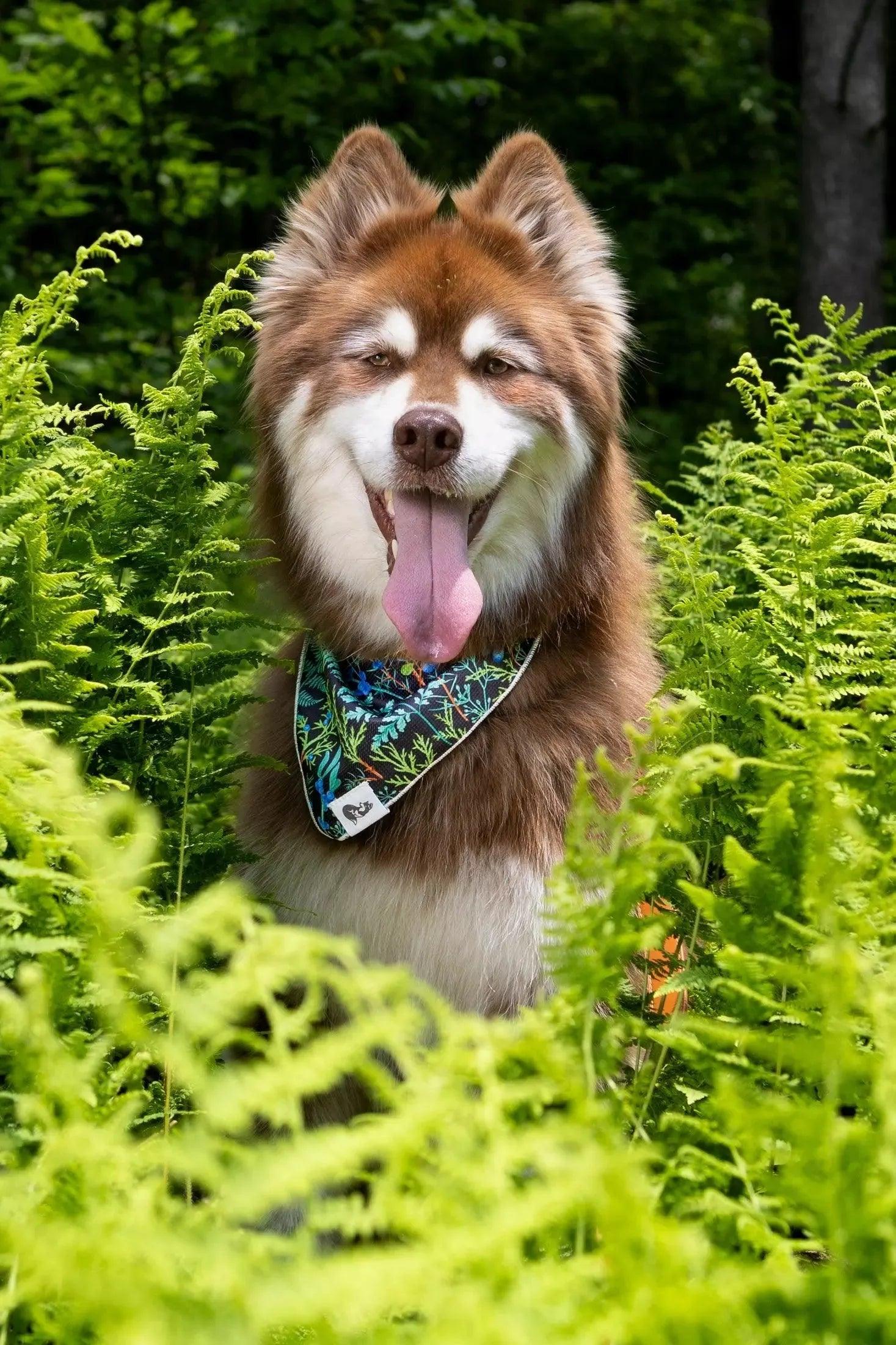 Magical Fern Forest Dog Bandana on dog — dog bandana close-up | Cutie Paw Co.