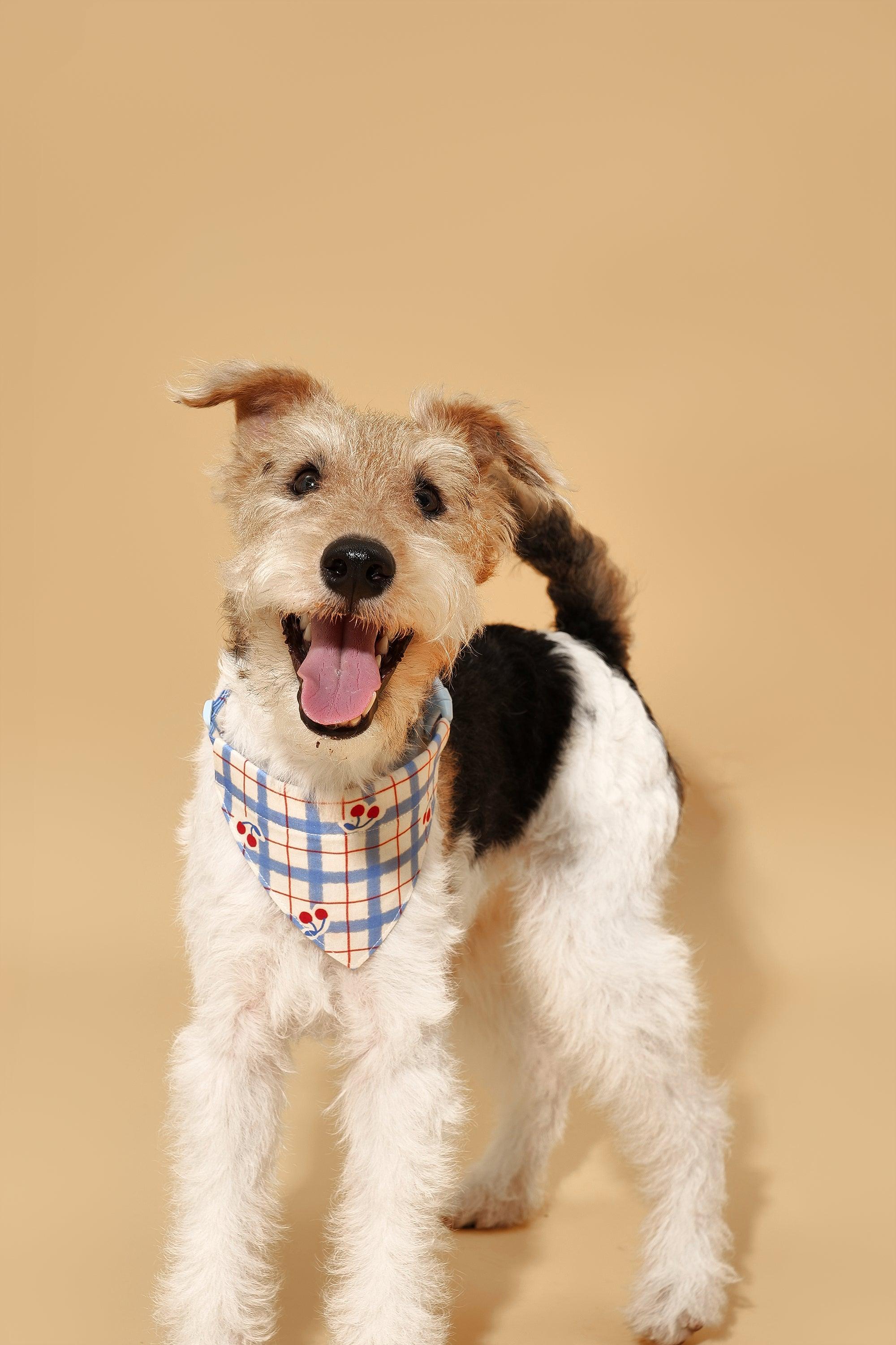 Blue Gingham Cherry Bandana