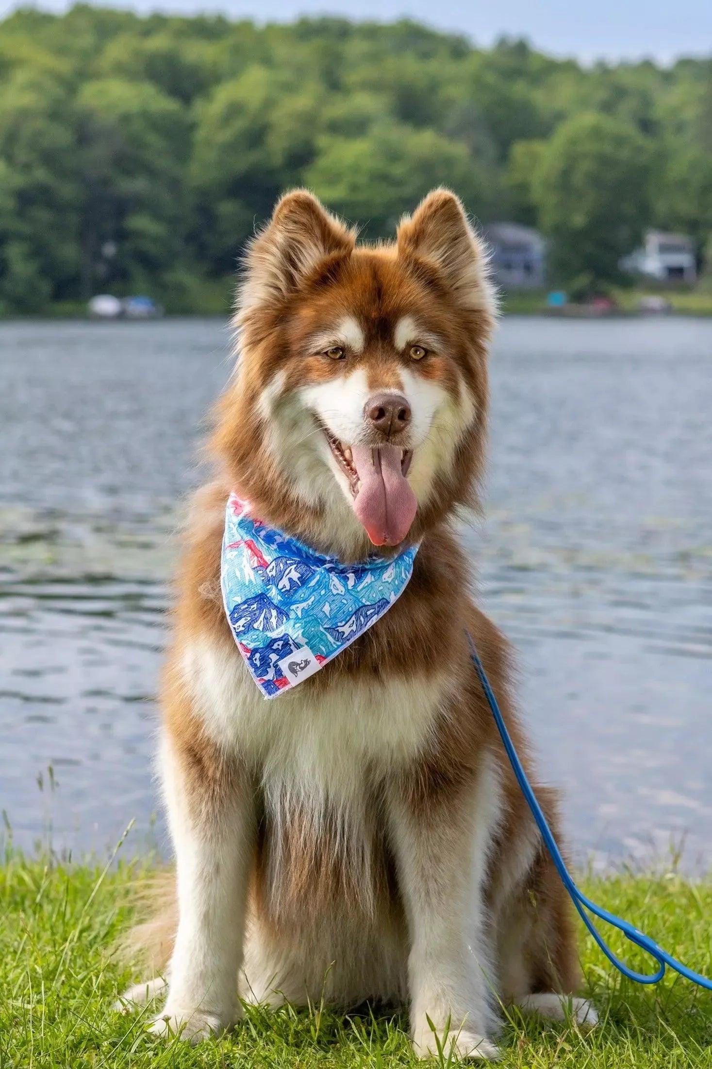 Painted Peaks Dog Bandana on dog — dog bandana close-up | Cutie Paw Co.