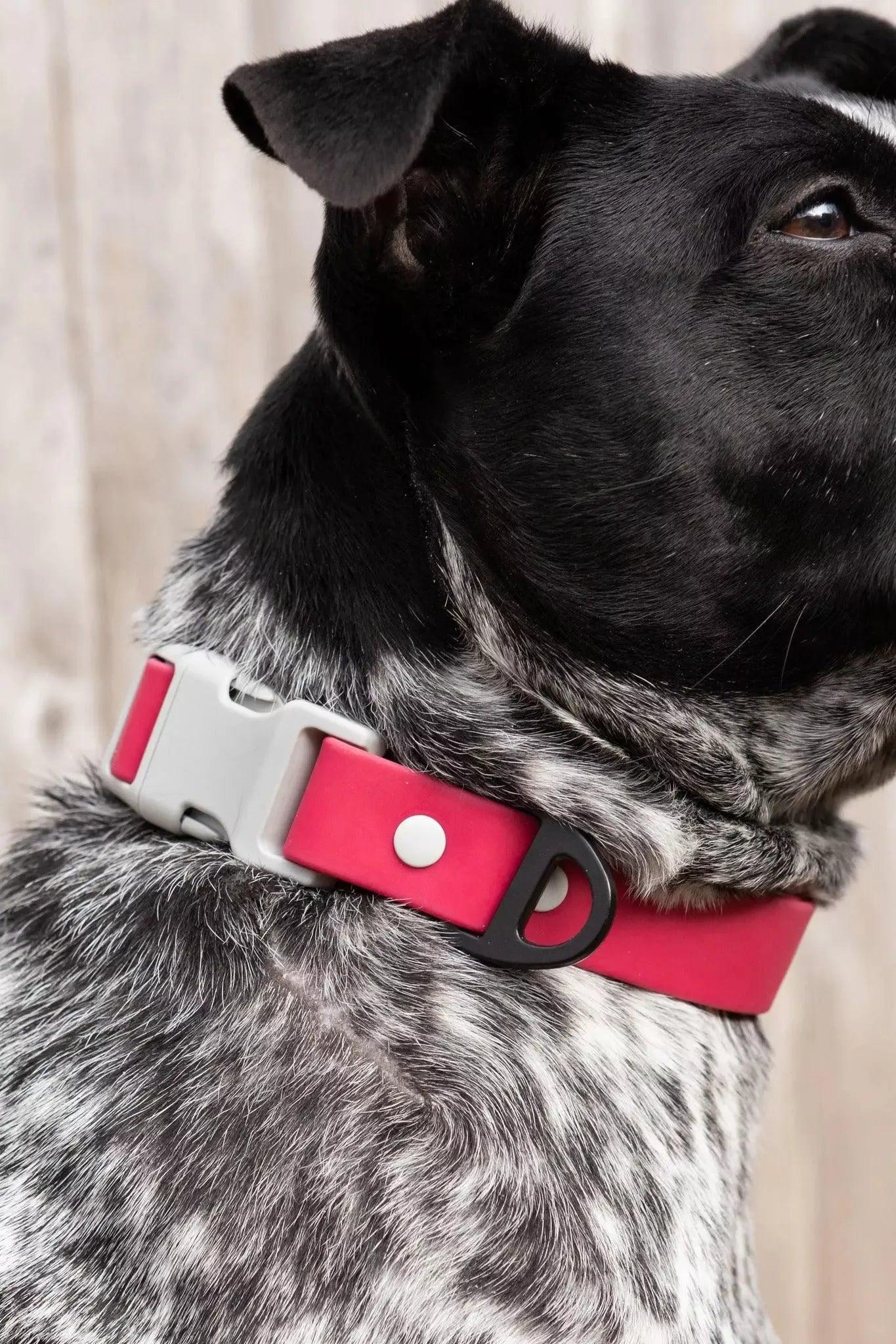 Red Mountain Syrah Waterproof Dog Collar on dog — dog collar close-up | Cutie Paw Co.
