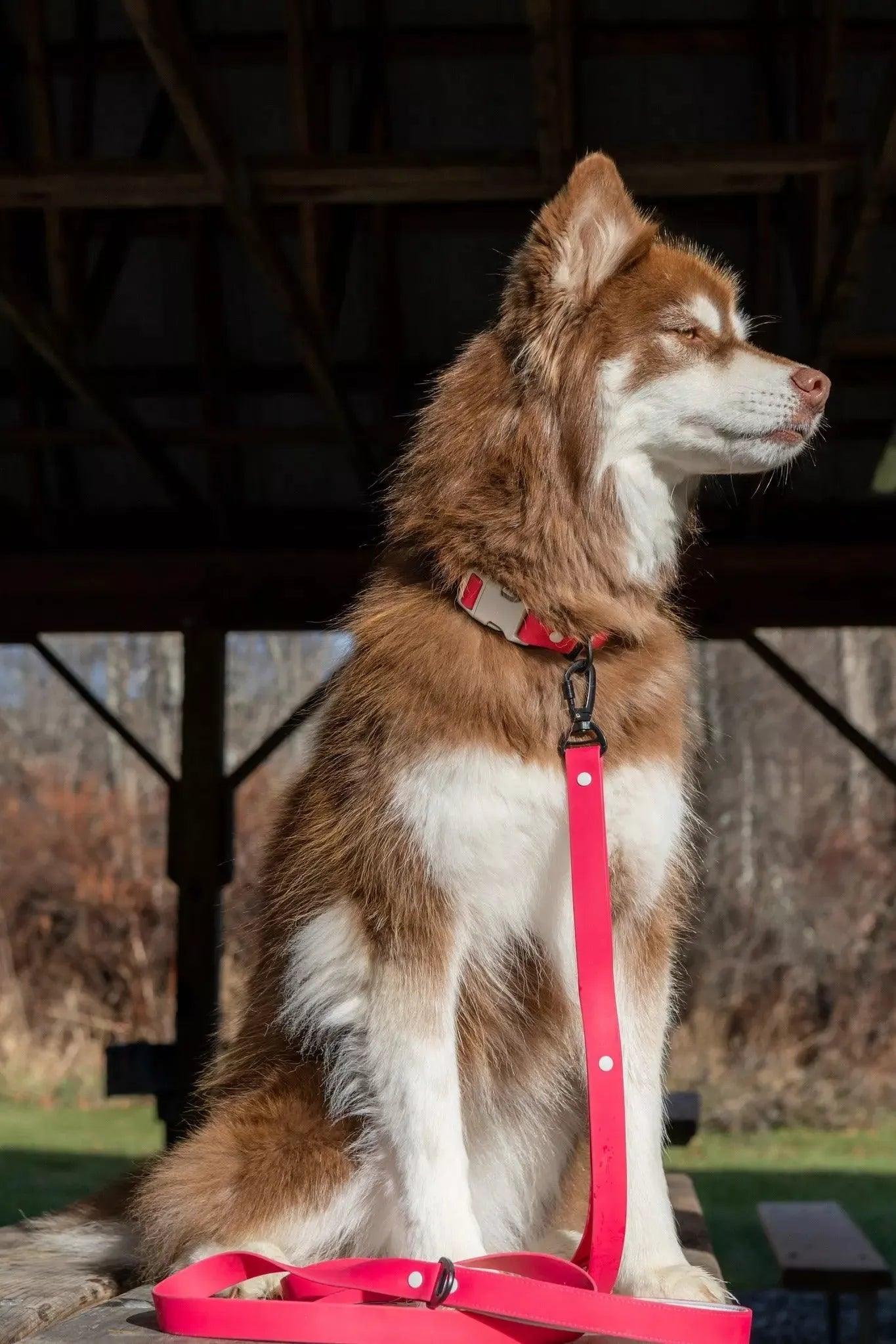 Red Mountain Syrah Waterproof Dog Collar detail view | Cutie Paw Co.