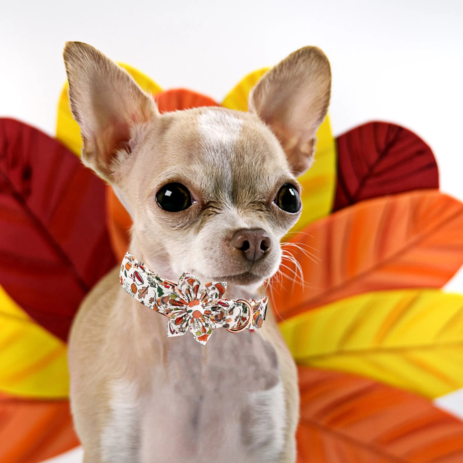 Elegant little tail Dog Collar with Bow - Fall Dog Collar Bow Thanksgiving Turkey Bow Girl Boy Pet Collar Soft Dog Bowtie Collar