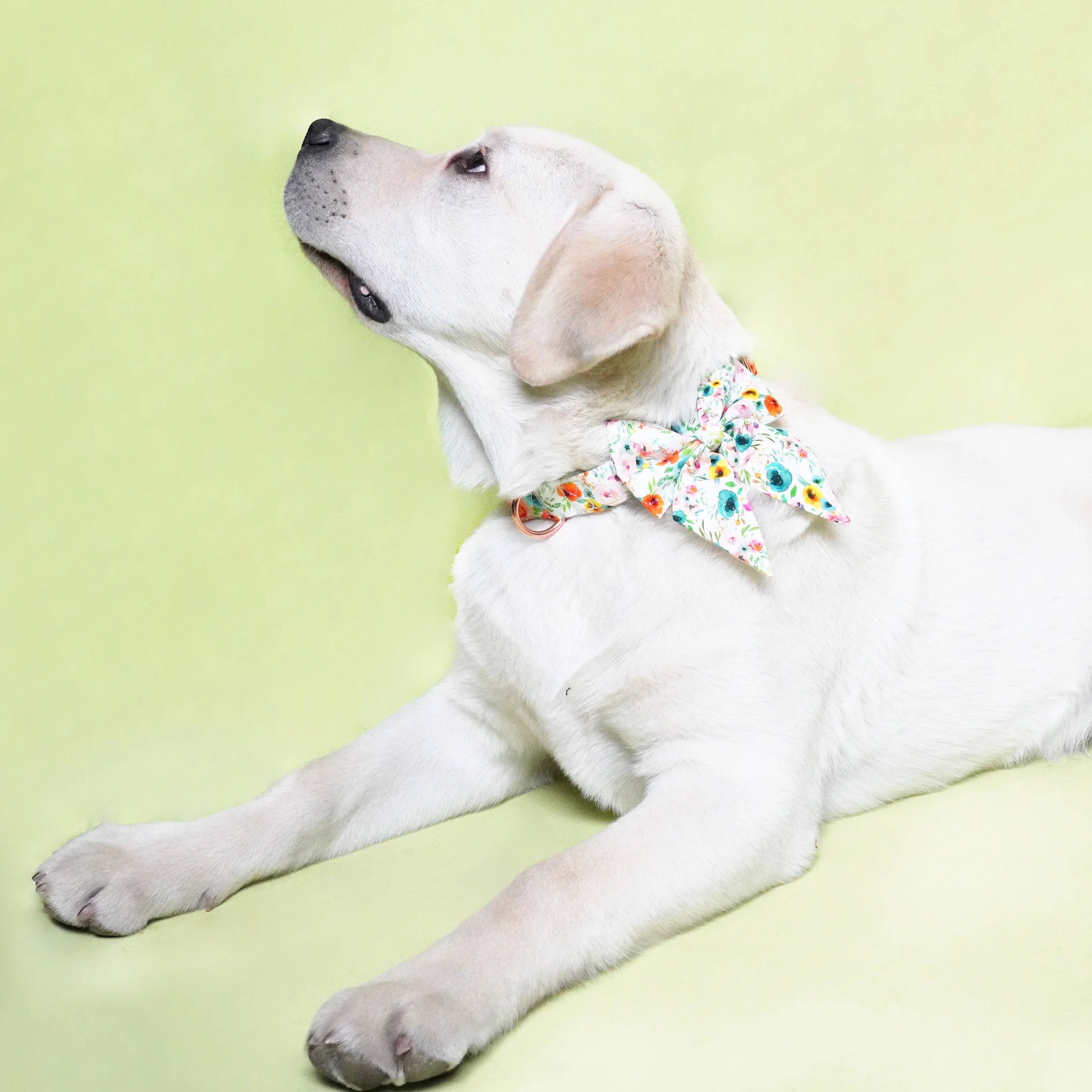 Watercolor Floral Dog Bowtie Collar Pet Flower Doggy bandana with Matching Leash