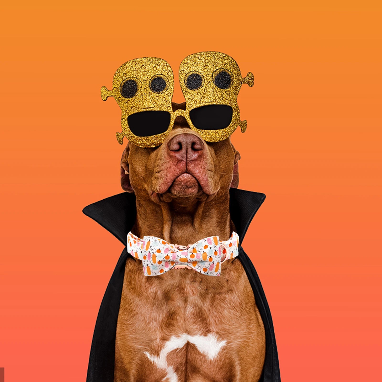 Pretty Pumpkin Patch Collar and Leash