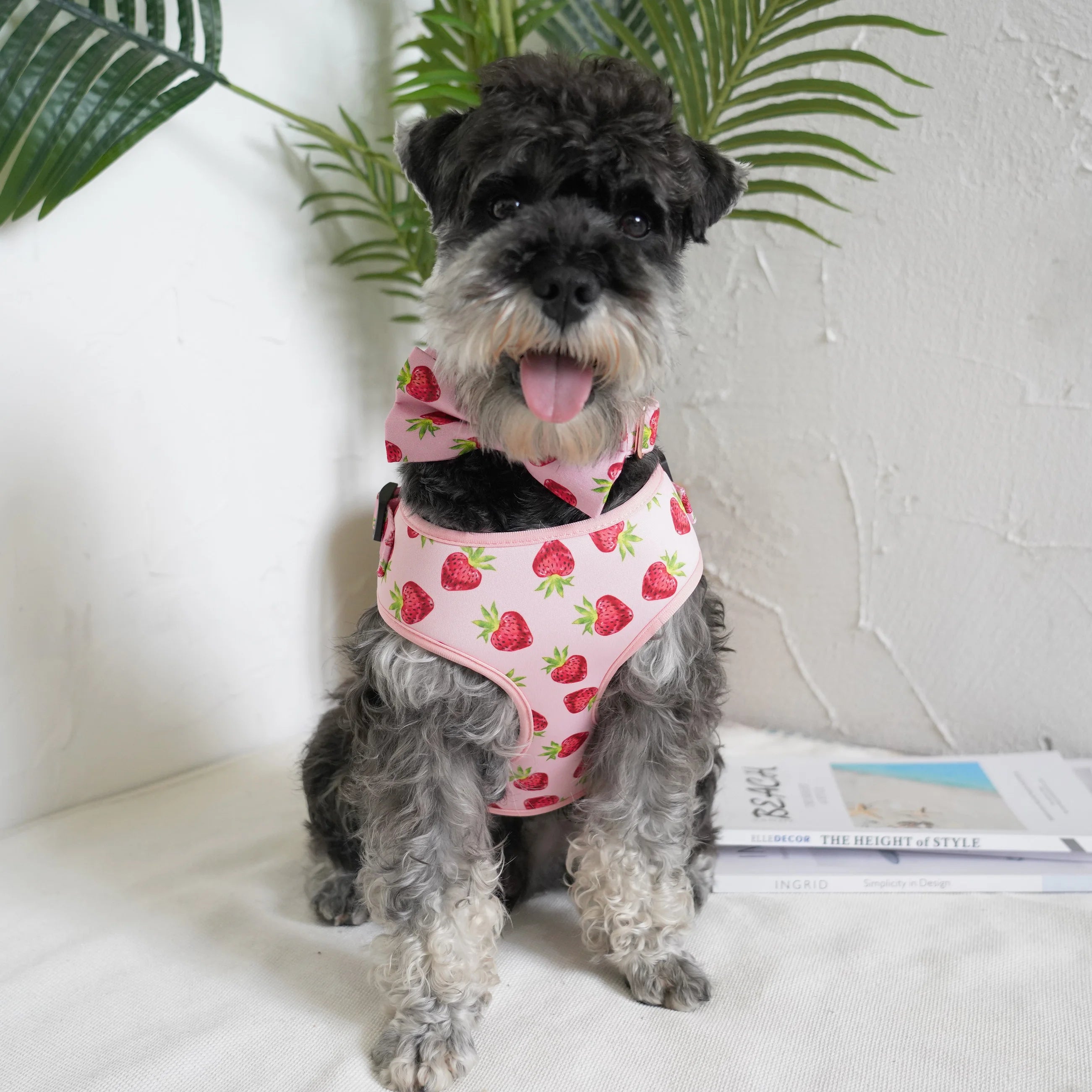 Strawberry Girly Dog Collar Flower with Matching Leash and Harness