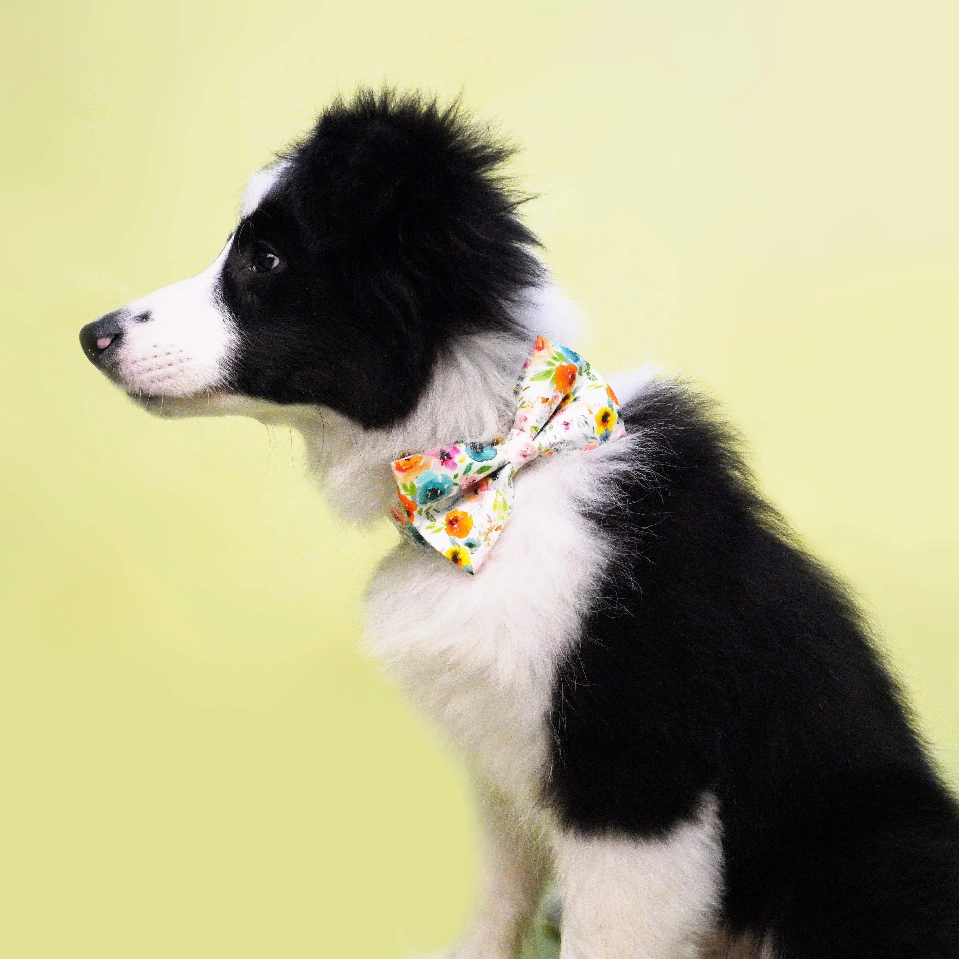 Watercolor Floral Dog Bowtie Collar Pet Flower Doggy bandana with Matching Leash