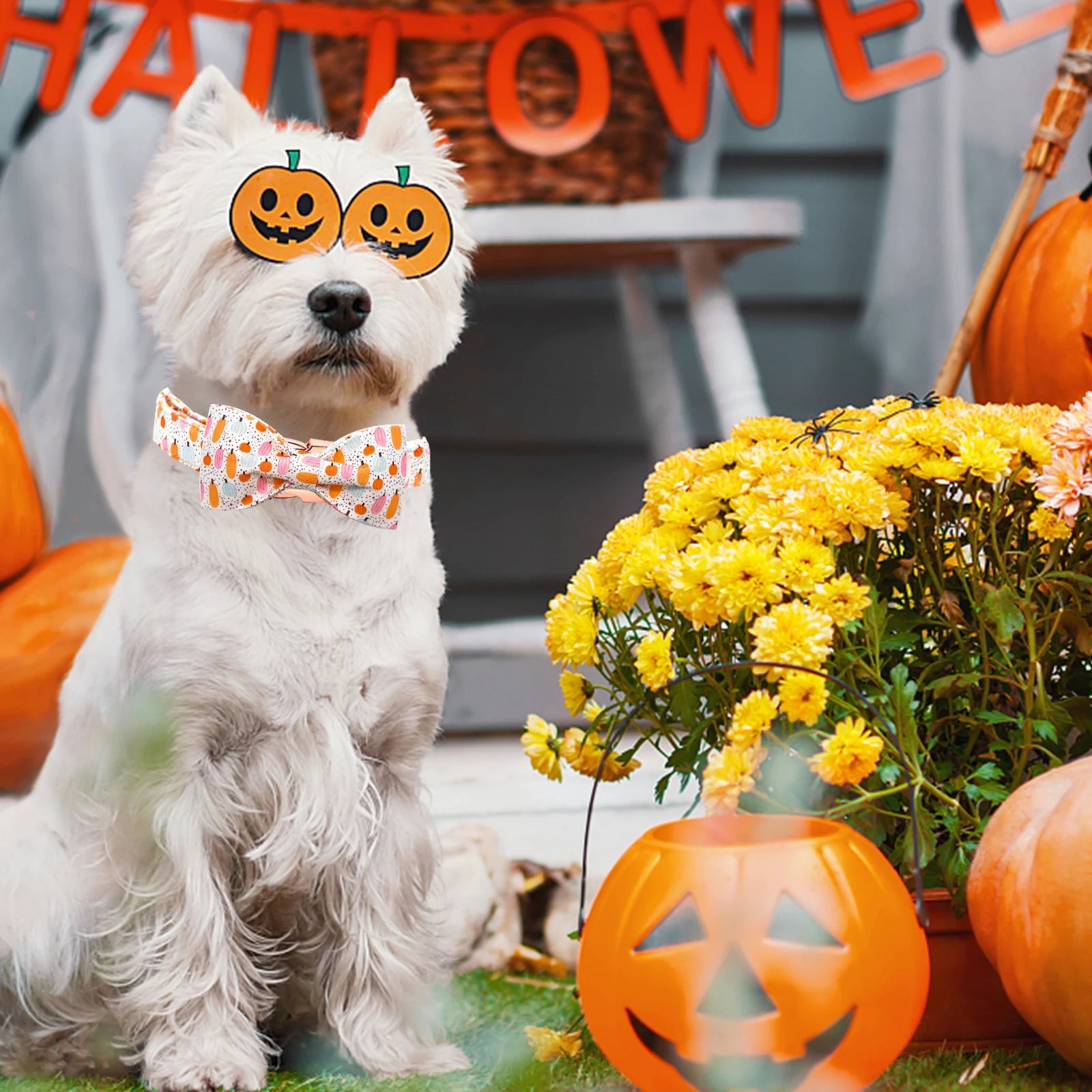 Pretty Pumpkin Patch Collar and Leash
