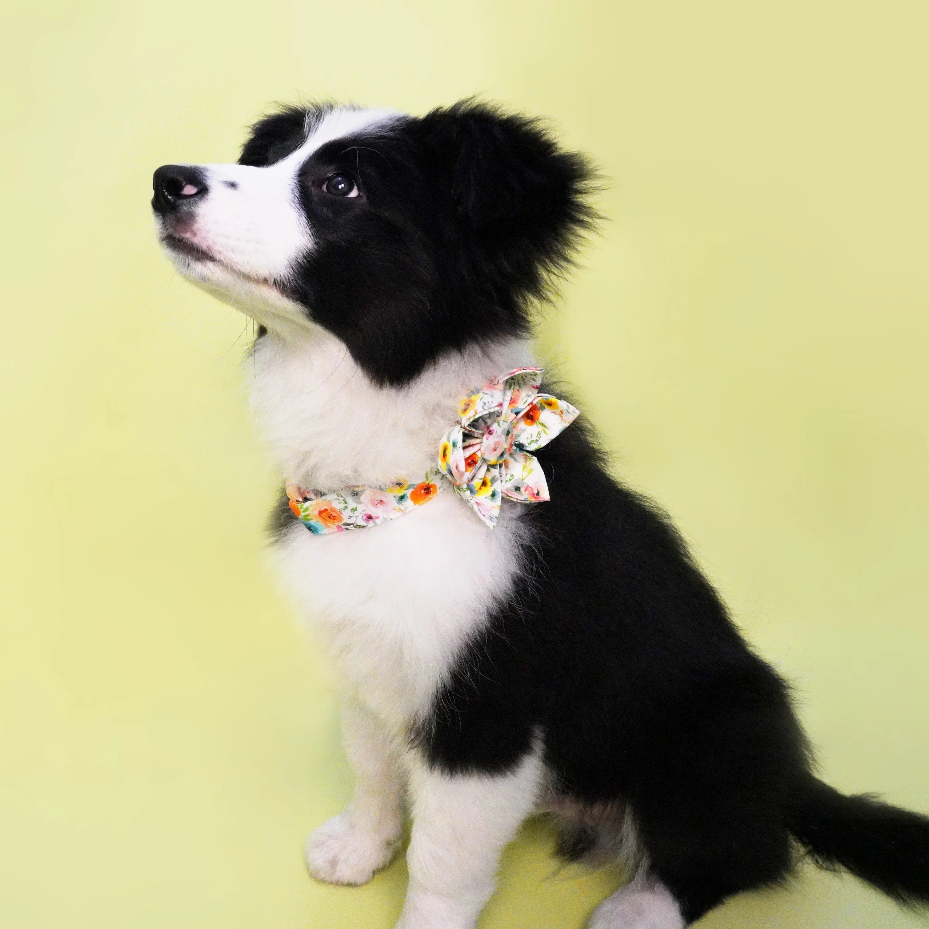Watercolor Floral Dog Bowtie Collar Pet Flower Doggy bandana with Matching Leash