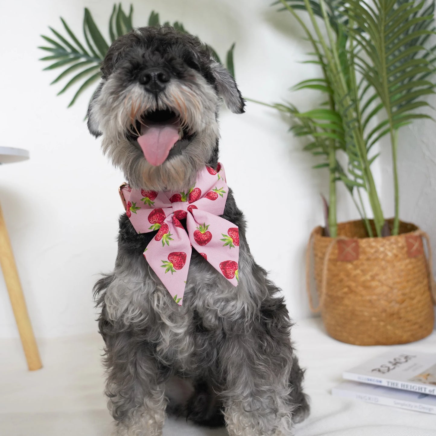 Strawberry Girly Dog Collar Flower with Matching Leash and Harness