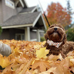 Elegant little tail Dog Collar with Bow - Fall Dog Collar Bow Thanksgiving Turkey Bow Girl Boy Pet Collar Soft Dog Bowtie Collar