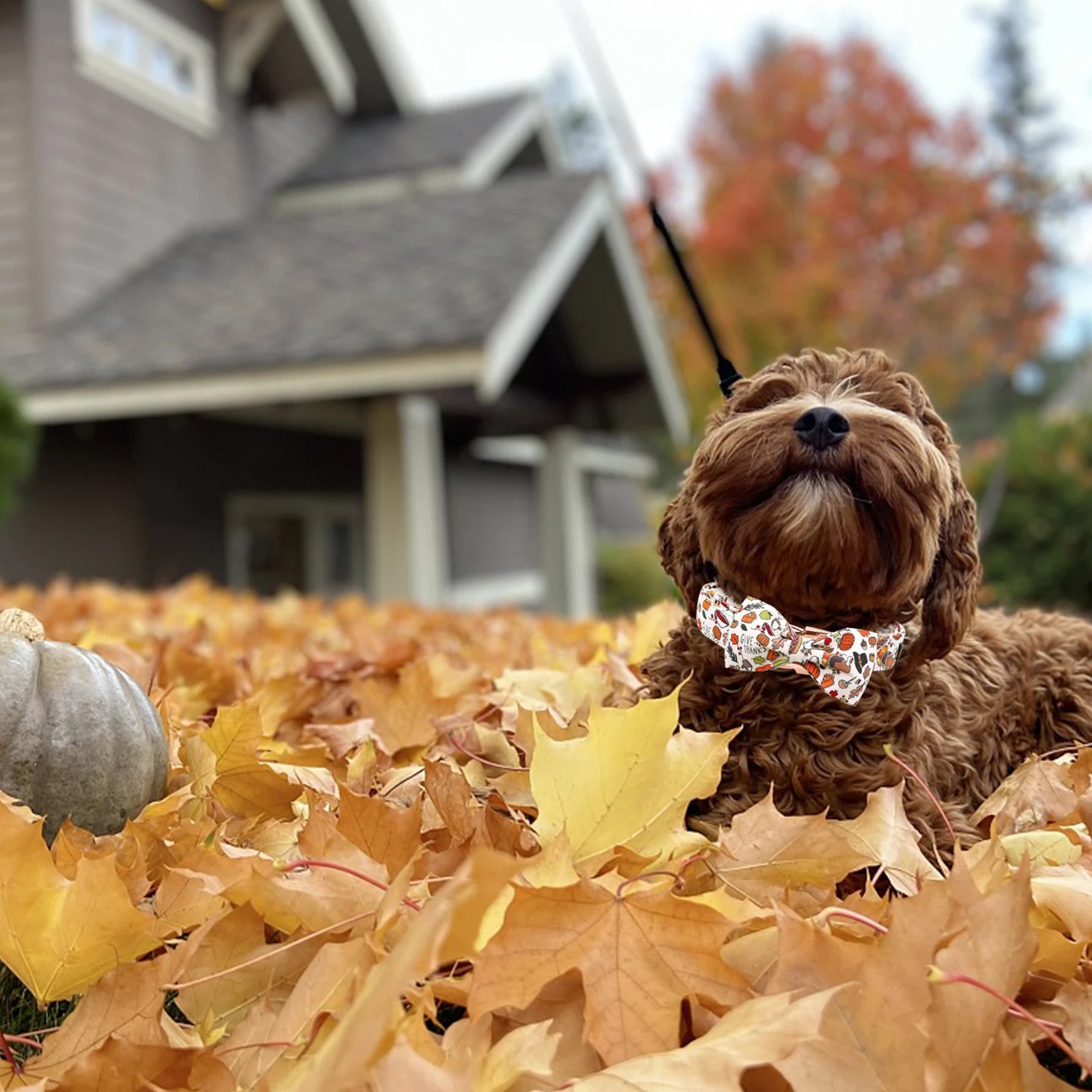 Elegant little tail Dog Collar with Bow - Fall Dog Collar Bow Thanksgiving Turkey Bow Girl Boy Pet Collar Soft Dog Bowtie Collar
