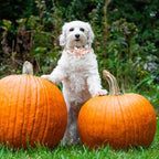 Elegant Little Pumpkin Collar and Leash