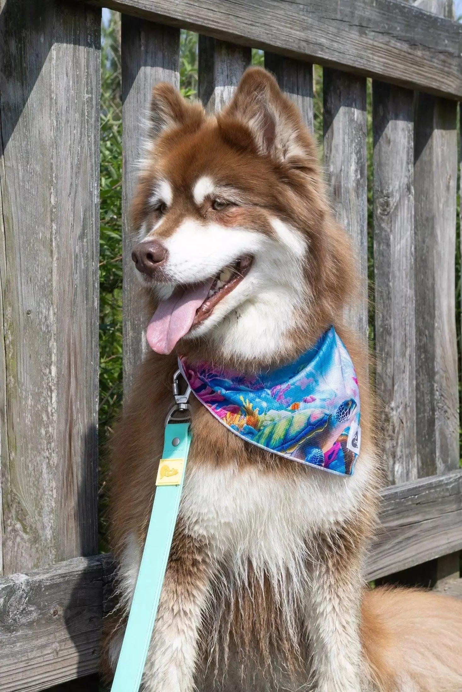 Sea Turtle Swim Dog Bandana on dog — dog bandana close-up | Cutie Paw Co.