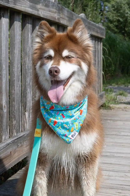 Seaside Sips Dog Bandana & Matching Keychain detail view | Cutie Paw Co.