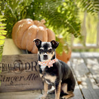 Pretty Pumpkin Patch Collar and Leash