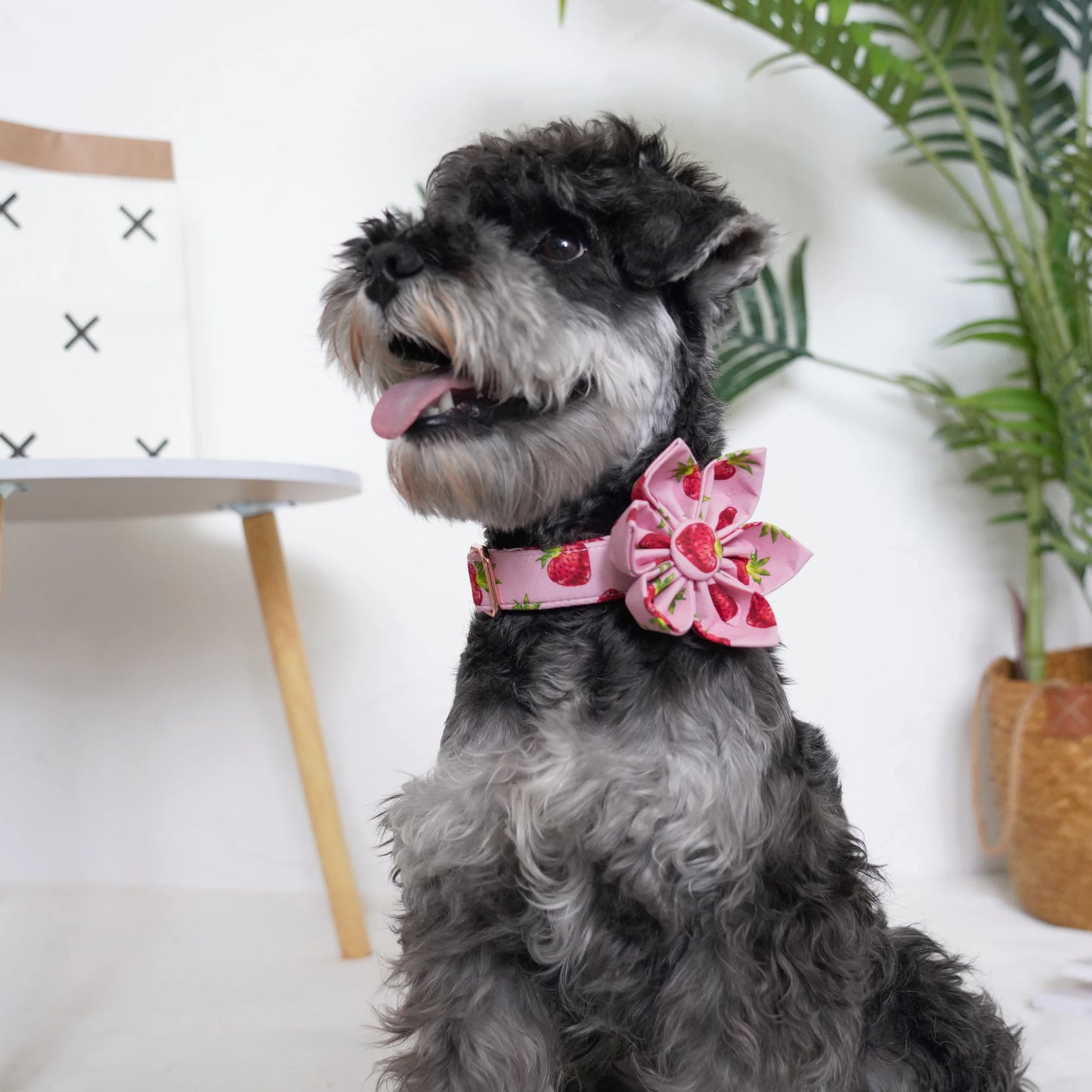 Strawberry Girly Dog Collar Flower with Matching Leash and Harness
