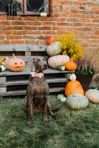 Elegant Little Pumpkin Collar and Leash