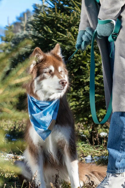 Siberian Spruce Dog Bandana detail view | Cutie Paw Co.
