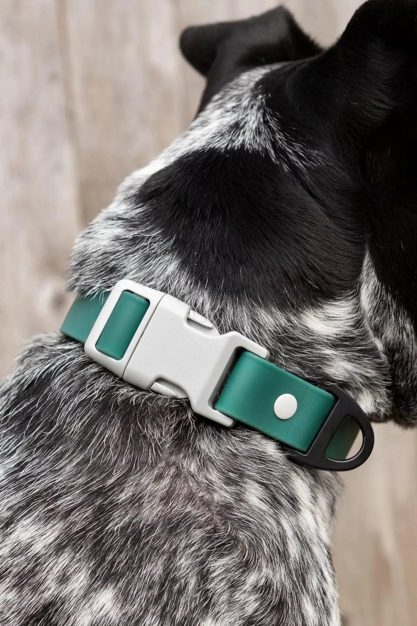 Siberian Spruce Waterproof Dog Collar on dog — dog collar close-up | Cutie Paw Co.