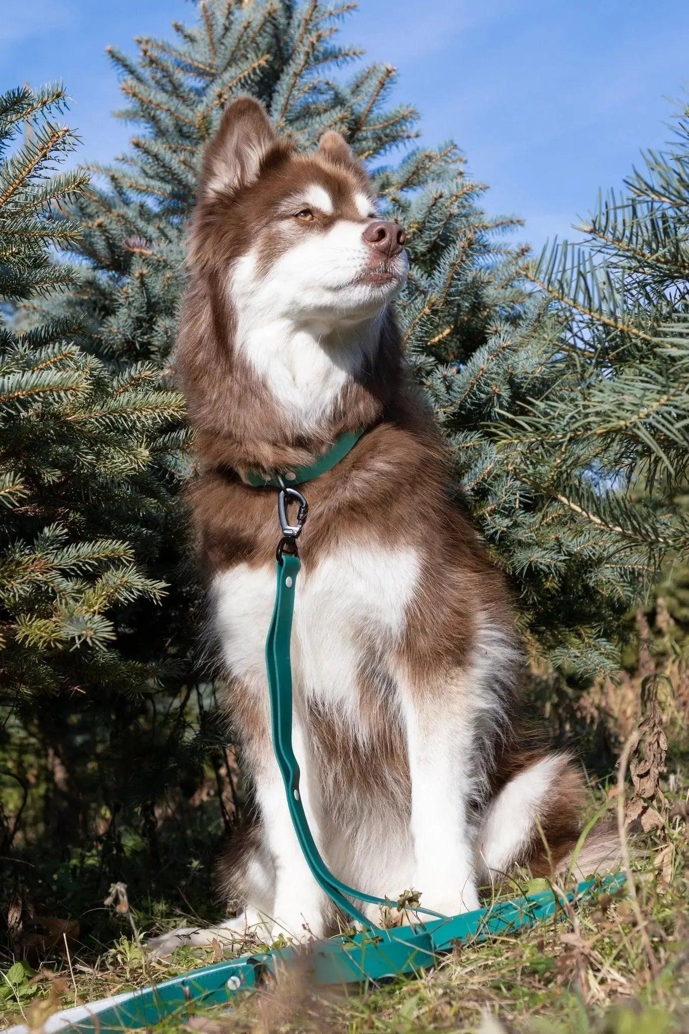 Siberian Spruce Waterproof Dog Collar detail view | Cutie Paw Co.