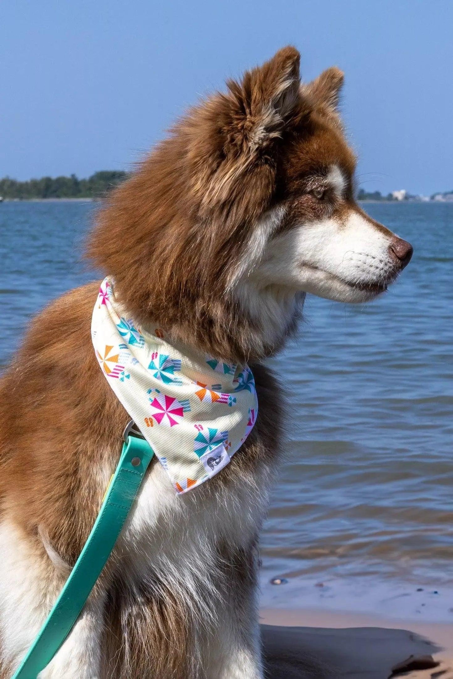 Sun & Shade Dog Bandana on dog — dog bandana close-up | Cutie Paw Co.