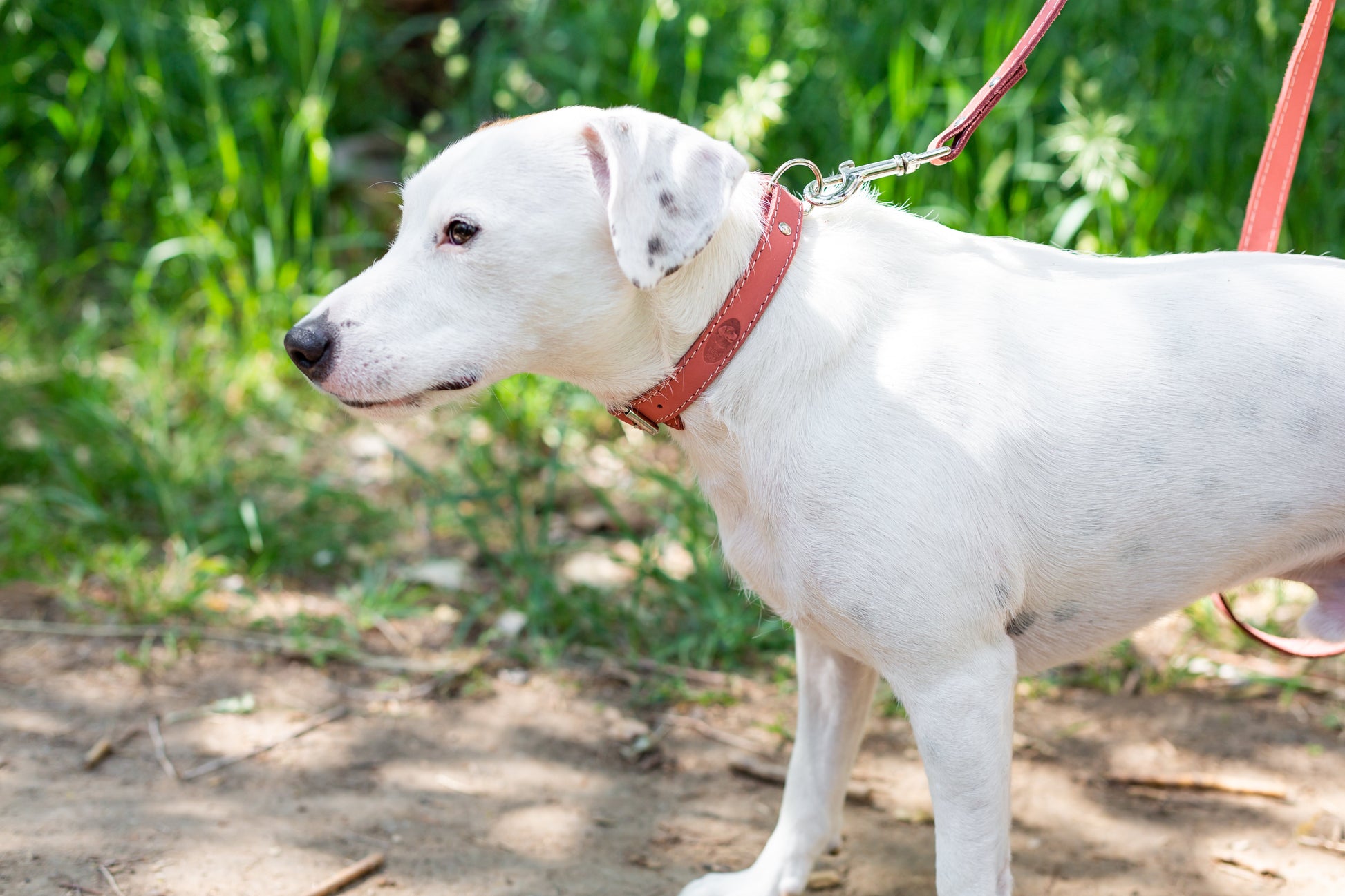 Traditional Style Leather Collar and Leash Set