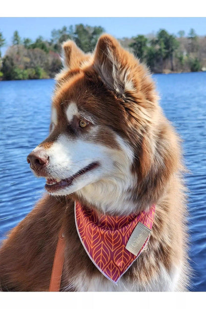 Twilight Trails Bandana on dog — dog bandana close-up | Cutie Paw Co.