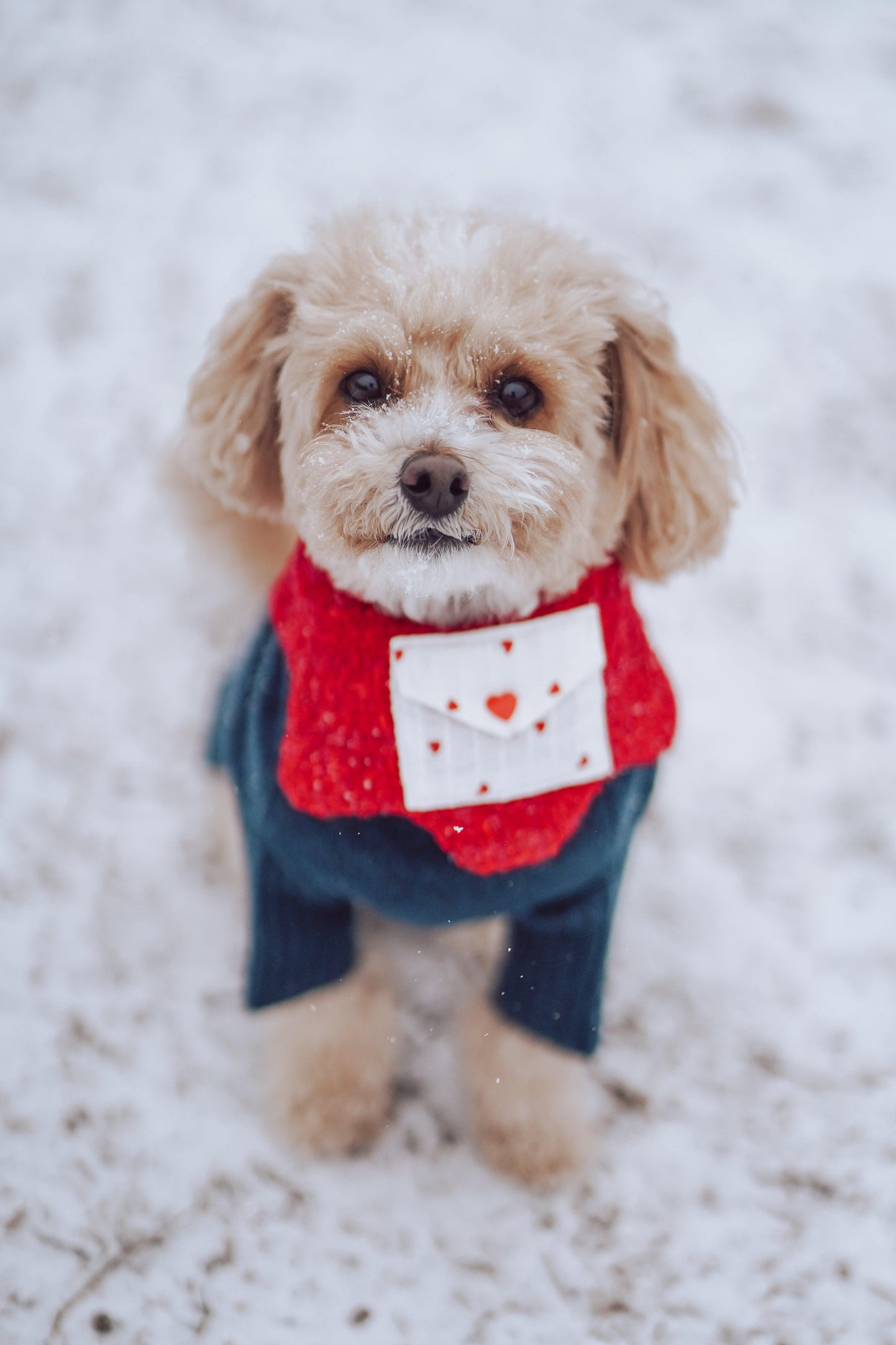Love Note Reversible Handmade Bandana on dog — dog bandana close-up | Cutie Paw Co.