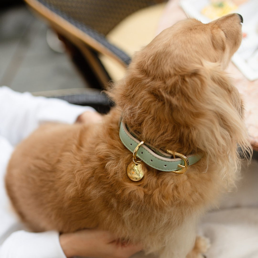 Collar - Vegan Leather
