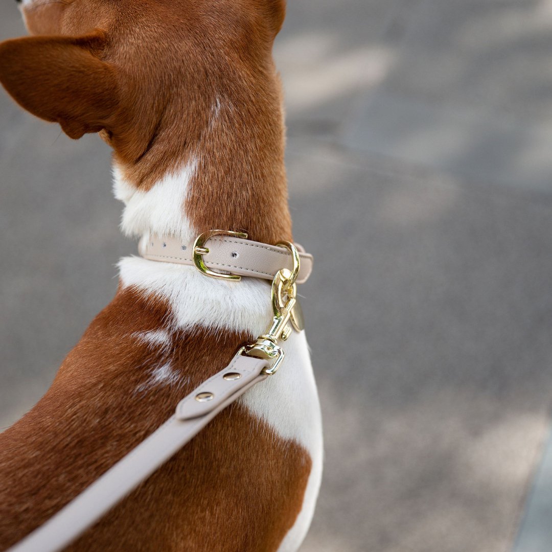 Collar detail view | Cutie Paw Co.